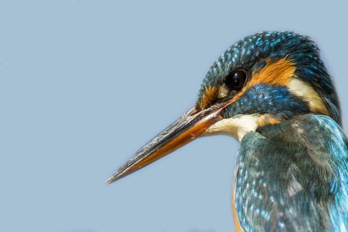 La caccia fotografica al Martin Pescatore all'Oasi di Alviano: Catturando la bellezza naturale attraverso l'obiettivo