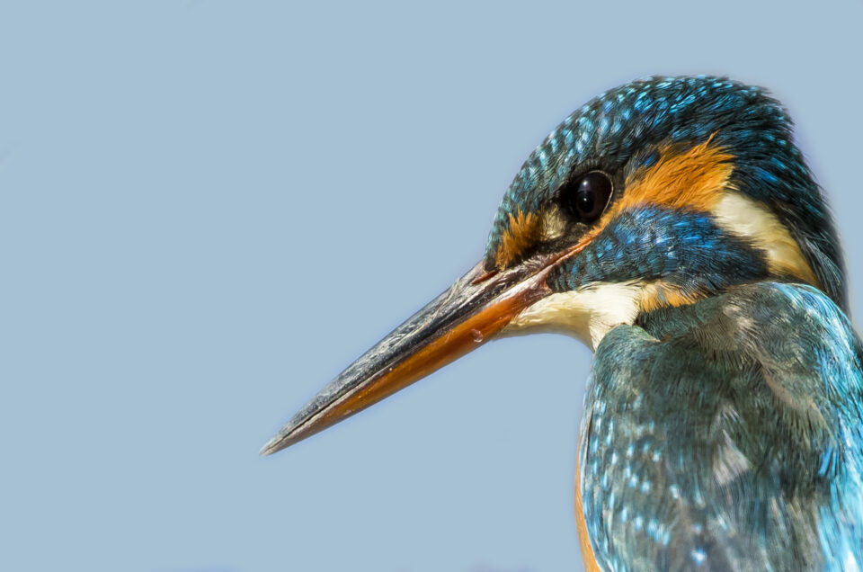 La caccia fotografica al Martin Pescatore all'Oasi di Alviano: Catturando la bellezza naturale attraverso l'obiettivo
