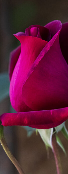 Flora