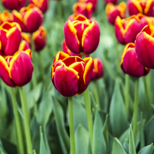 Tulipani ad Amsterdam