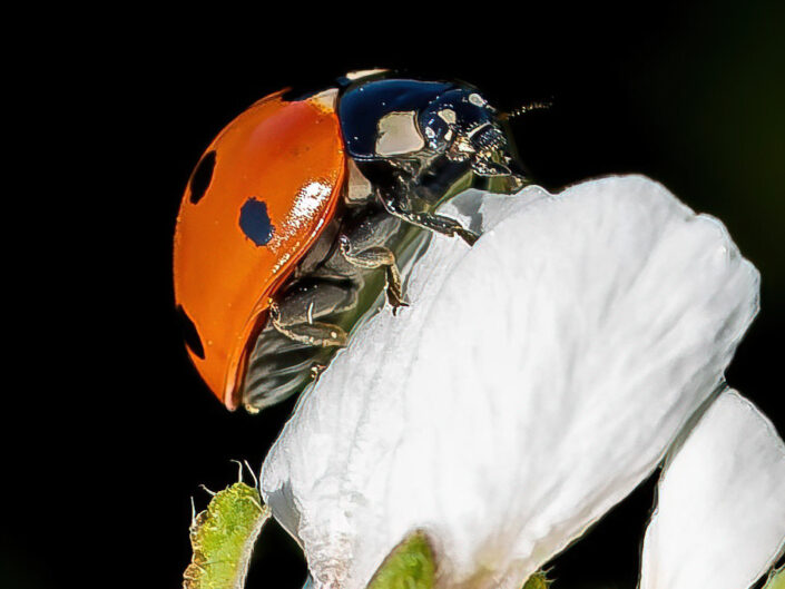 roberta cotigni macrofotografia coccinella