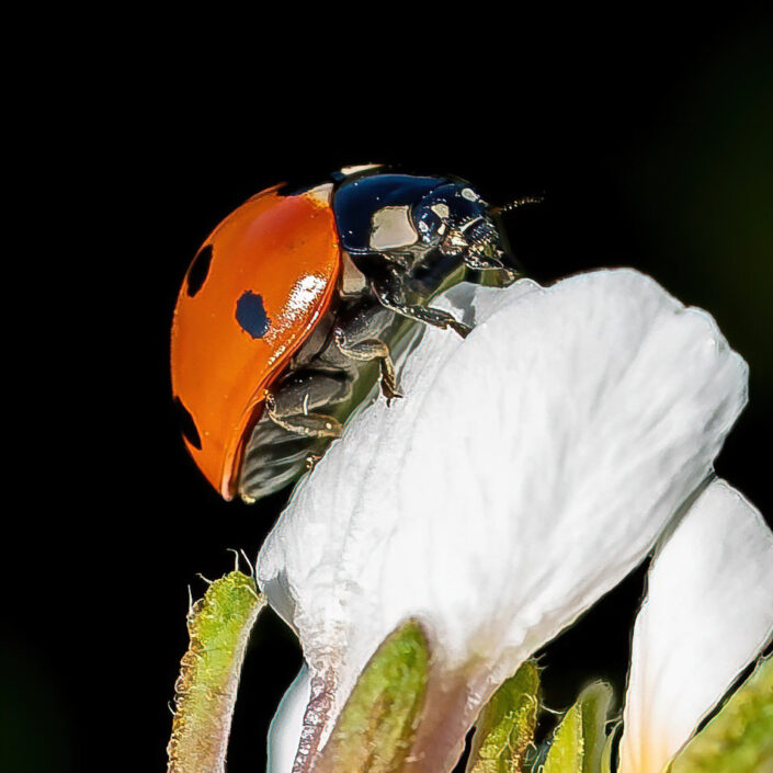 roberta cotigni macrofotografia coccinella