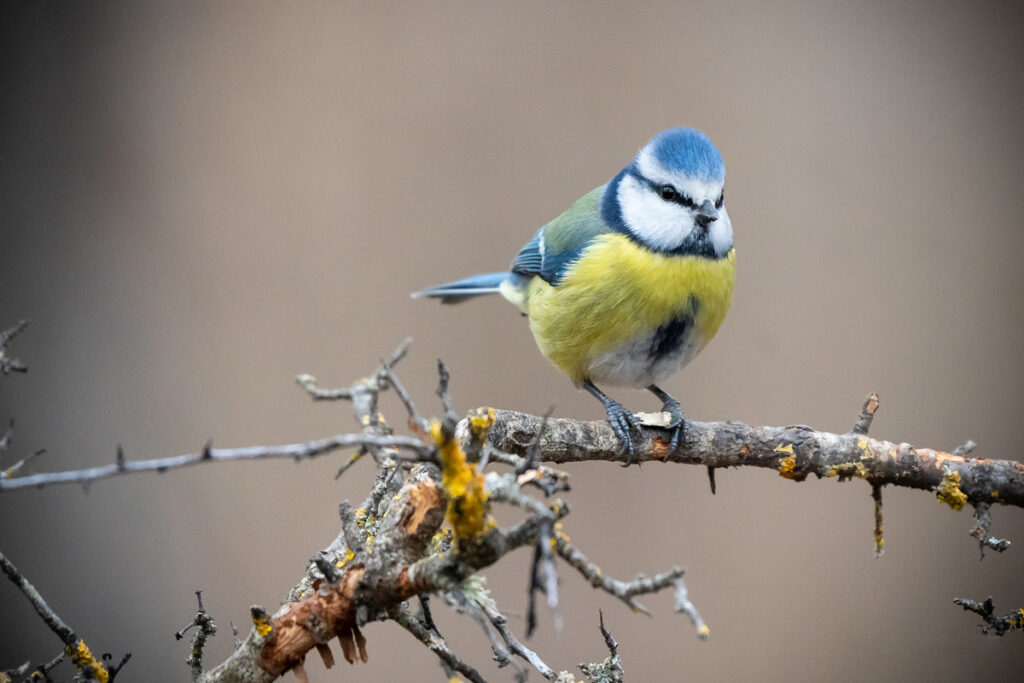 Cinciarella Oasi Alviano foto quadro animali Roberta Cotigni