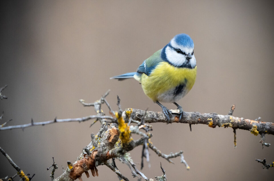 Una giornata di caccia fotografica all'Oasi di Alviano
